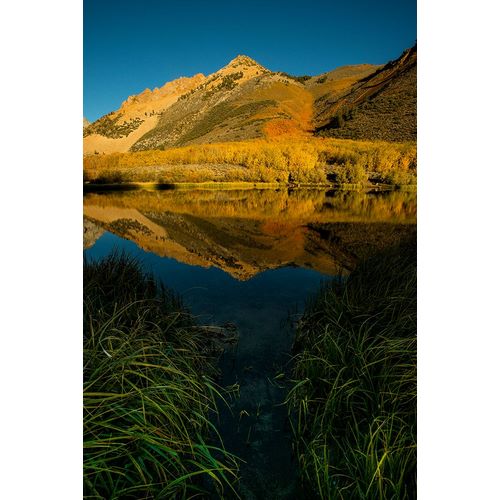 Sederquist, Betty 아티스트의 Usa-California-Sierra Nevada Morning sun lights up North Lake and the golden aspens beyond작품입니다.